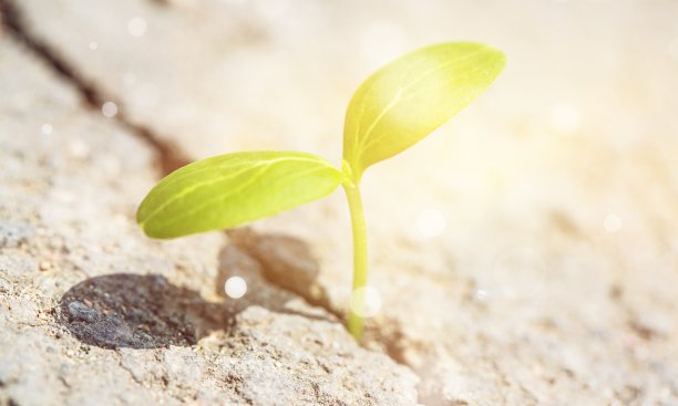 的生活。图片下载