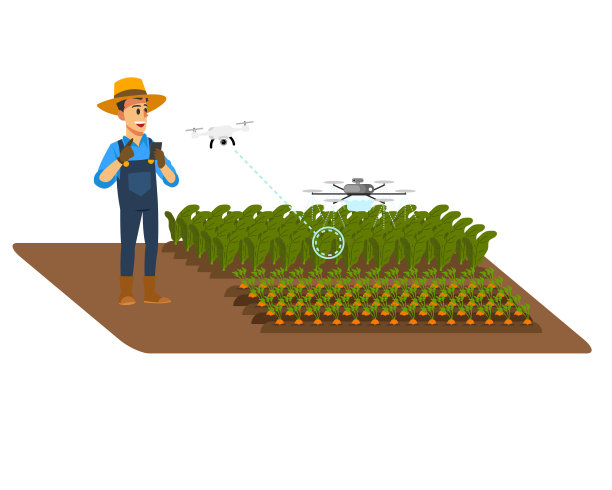 农民们用智能手机控制无人机来调查农产品。农业科技与智能农场。图片下载