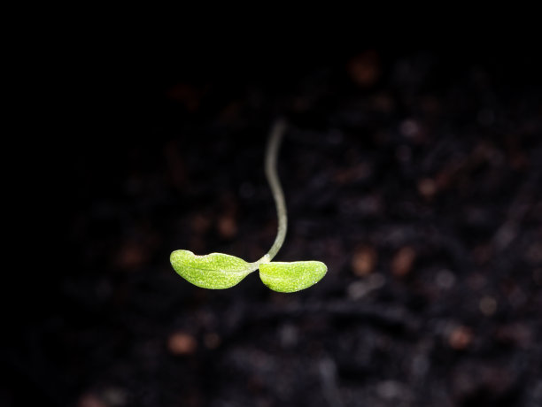 黑色塑料袋上的种子生出的小辣椒图片下载
