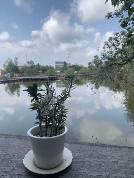 小的花盆图片下载