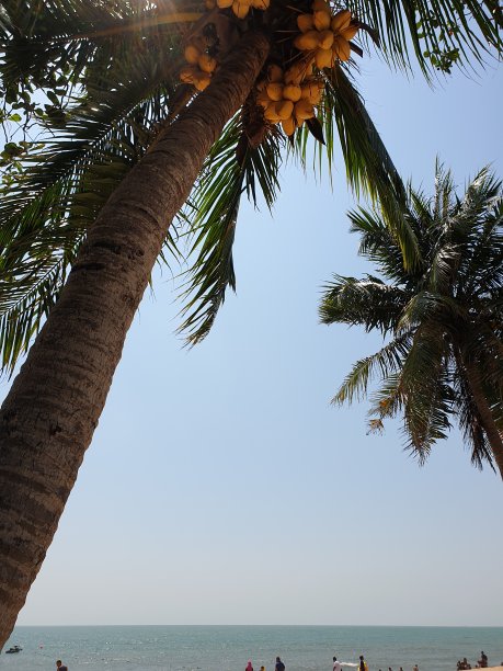 椰子树和蓝天图片下载