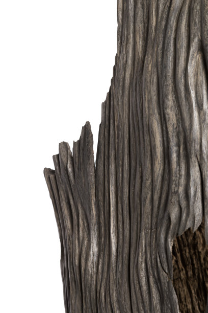 漂亮的手工雕刻橡木雕塑。老沼泽橡木图片下载