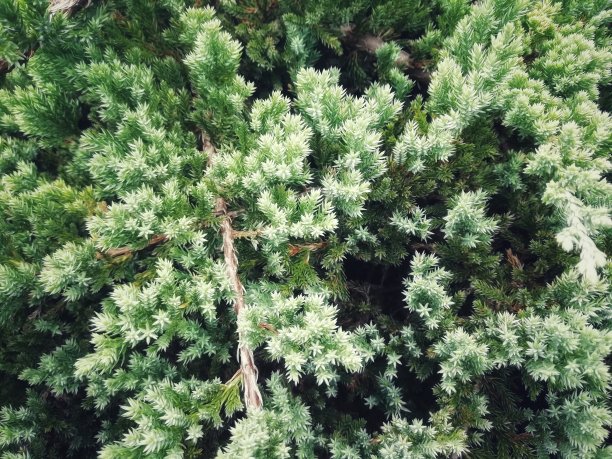 新柏松的特写照片。图片下载