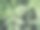 新柏松的特写照片。图片下载