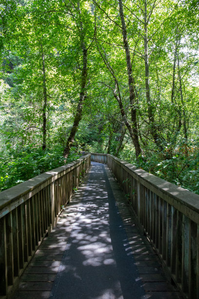 位于多雨雨林中间的一座桥;美国俄勒冈州。图片下载