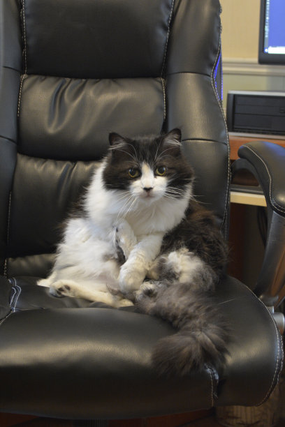 黑白猫图片下载