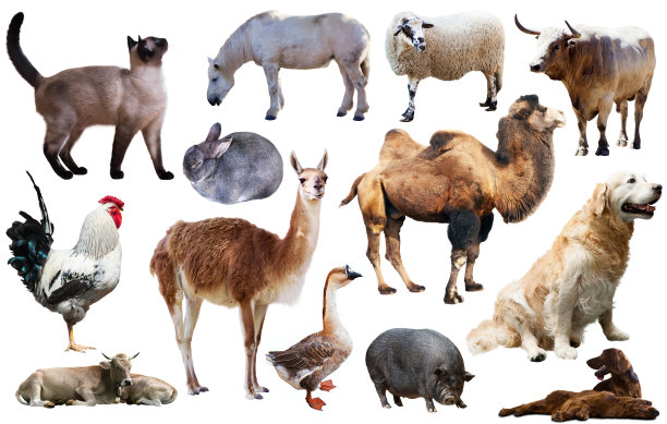 收集农场动物图片下载