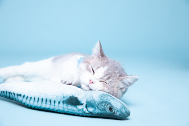 一个可爱的苏格兰直猫的肖像图片下载