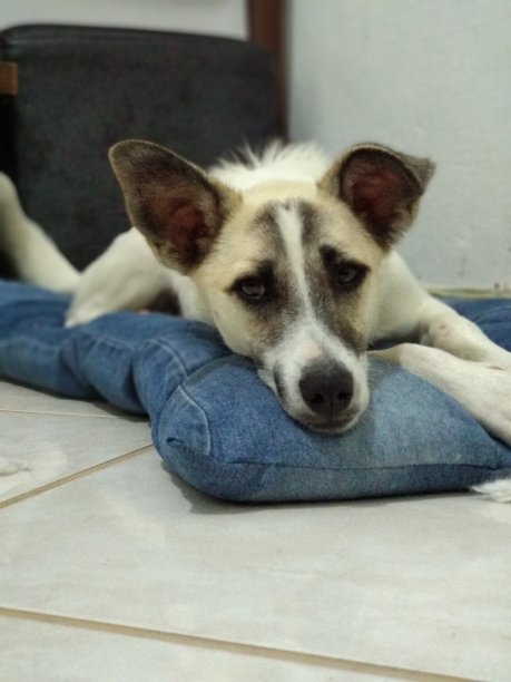 狗躺在枕头上图片下载