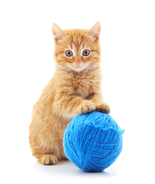 红猫拿着球。图片下载