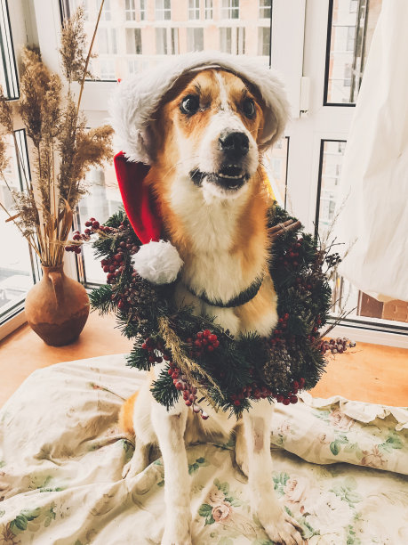可爱的金色狗戴着圣诞帽和圣诞花环坐在时髦的房间里。节日快乐。喜庆的家庭宠物。生病的狗戴着圣诞老人的帽子和乡下人的花环。手机照片图片下载