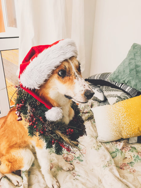 戴着圣诞帽和圣诞花环的金狗坐在时髦的房间里。节日快乐。喜庆的家庭宠物。在圣诞老人的帽子和乡村花环可爱的表情有趣的狗。手机照片图片下载