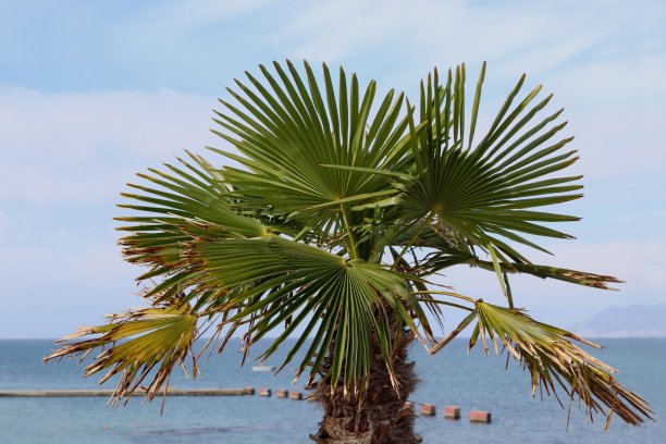 海背景上的扇形棕榈树图片下载
