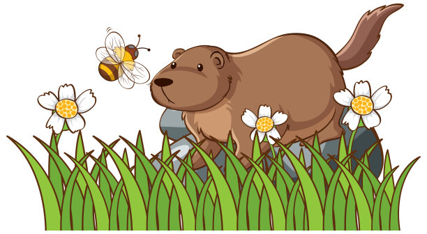 岩石上海狸的孤立照片图片下载