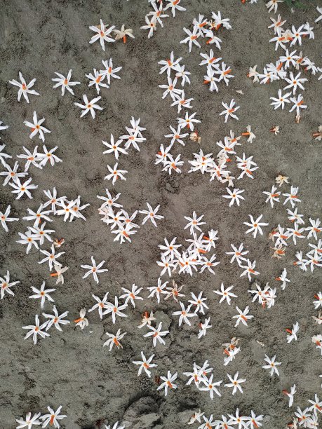 老鼠王妃花图片下载