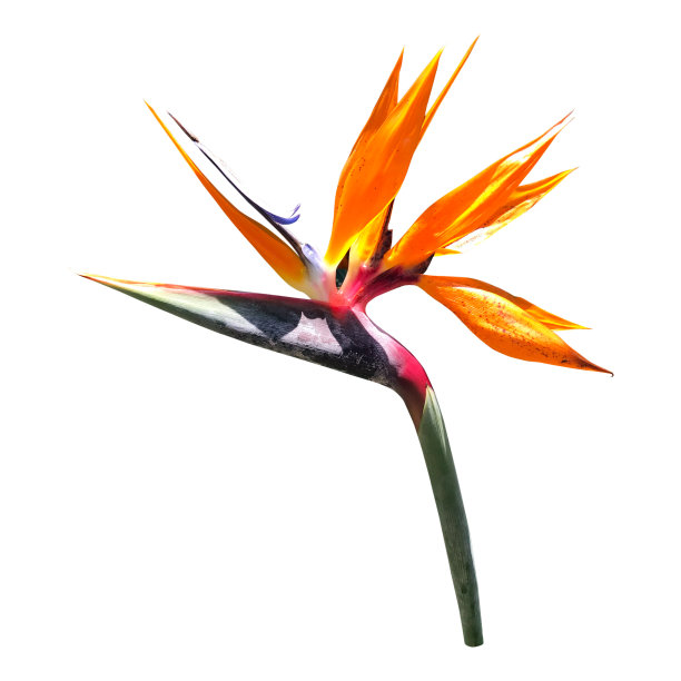 奇异的热带花。图片下载