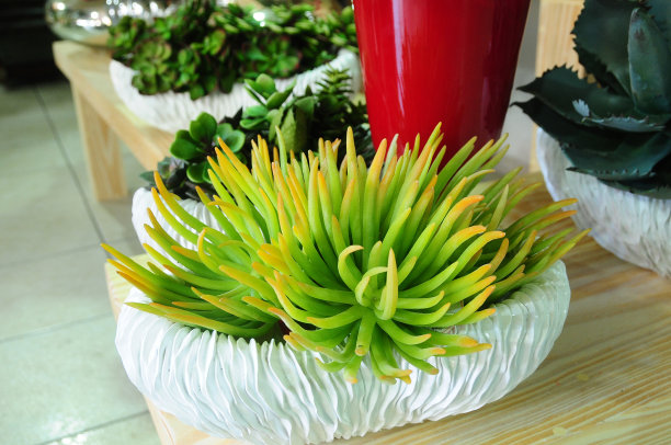 桌上盆栽植物特写镜头图片下载