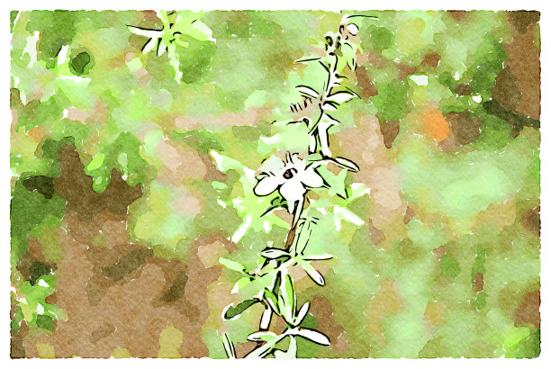 麦卢卡花的水彩画图片下载