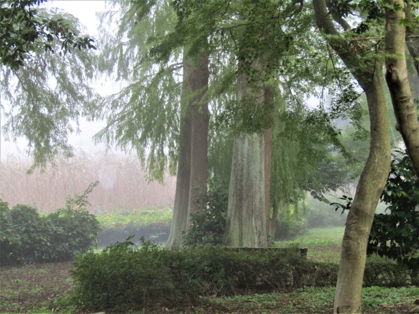 11月。多雾的早晨。在公园里。图片下载