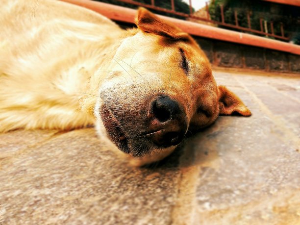 睡觉的狗图片下载