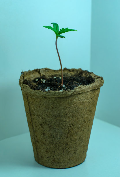 大麻芽大麻在一个小壶图片下载