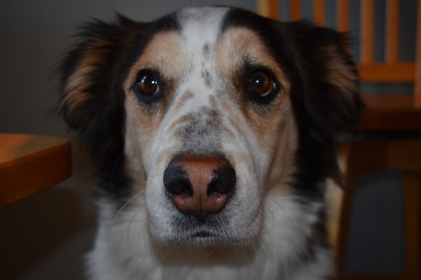 完美的宠物图片下载