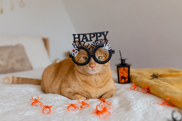 Puuurfect嘘图片下载