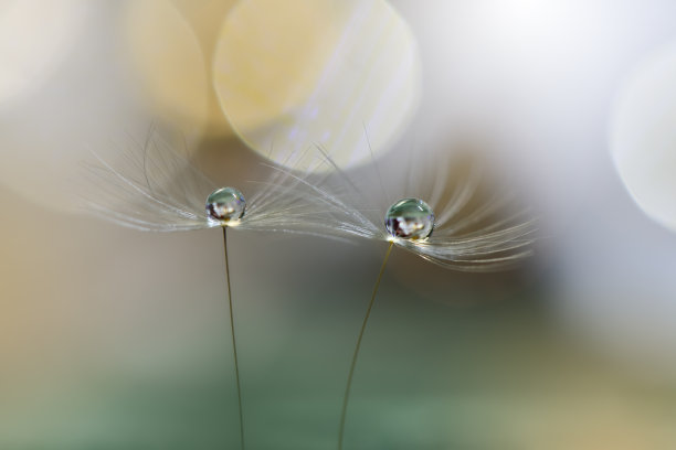 美丽的自然背景。惊人的春天蒲公英花微距照片。艺术设计。近距离摄影。概念抽象的形象。幻想的艺术。创意艺术墙纸。黄色Color.Colorful、颜色、植物。水drop.Romantic、love.Golden黄金。图片下载