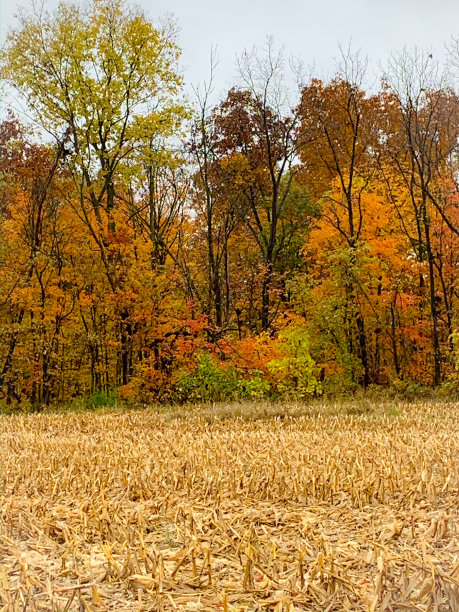 反射的秋天图片下载