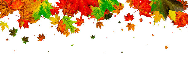 秋天的落叶。季节模式孤立在白色背景上图片下载
