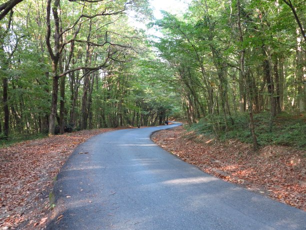 贝尔格莱德森林自然伊斯坦布尔的秋天图片下载