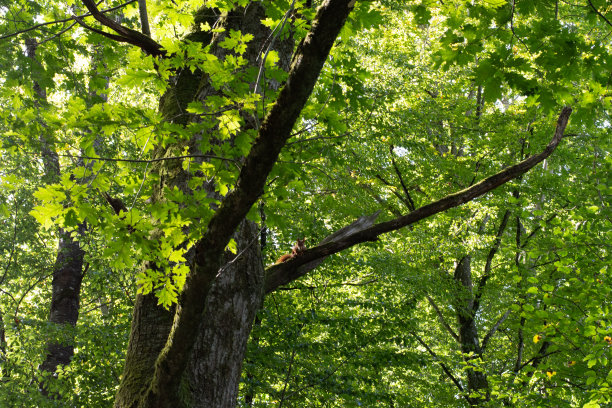 树上的松鼠图片下载