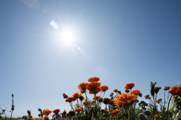 草地上的混合鲜花图片下载
