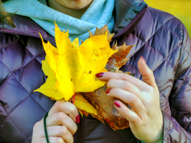 枫叶在手中图片下载