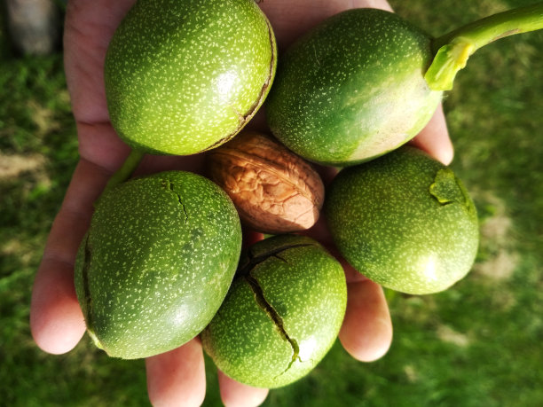 核桃。人的手掌上有五个成熟的绿色核桃。健康的有机食品图片下载