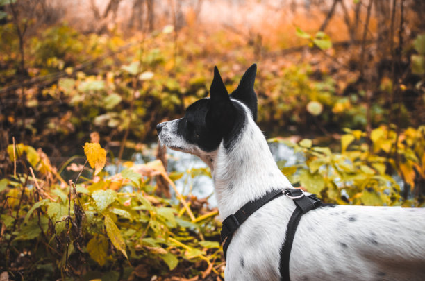 旅行的狗在一个美丽的秋天的森林，照片从背后，巴森基图片下载