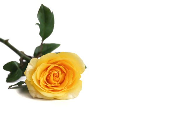 在白色孤立的背景上，一朵带绿色叶子的甜美的黄玫瑰图片下载