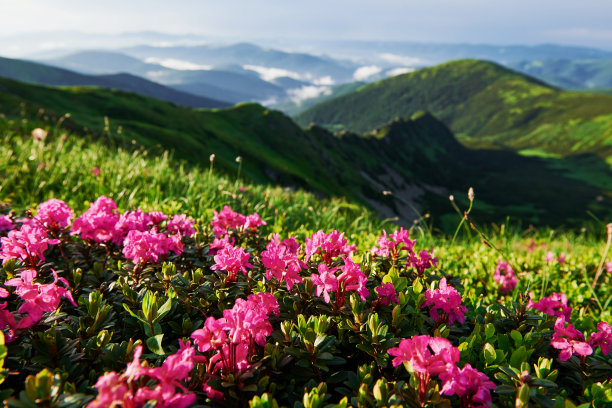 绚丽的喀尔巴阡山脉夏日风光图片下载