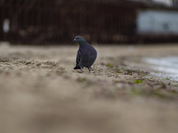 海边沙滩上的鸽子。海滩上的一只灰色鸽子。前视图图片下载