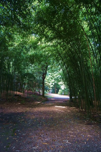 位于博吉奥亚卡亚诺的美第奇别墅公园图片下载