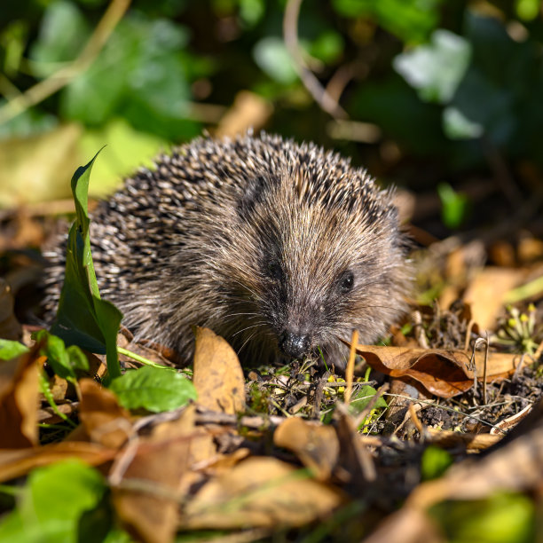 秋天的一天，小刺猬在枯叶之间。图片下载