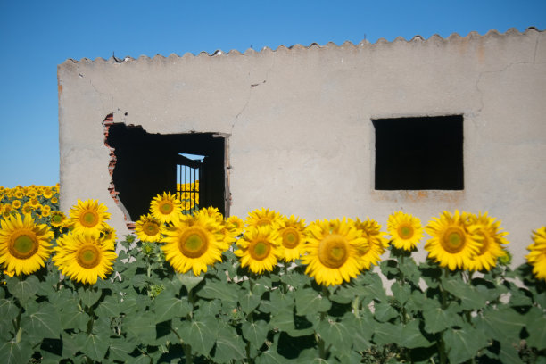 向日葵的田野，深蓝色的天空。图片下载