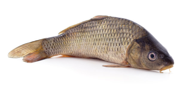 新鲜的大鲤鱼。图片下载