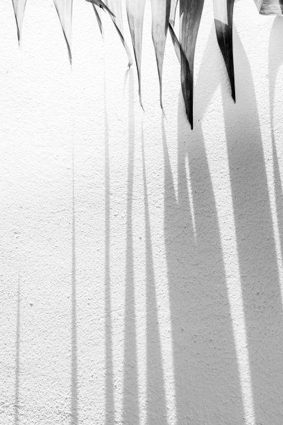 棕榈叶和墙上条纹的影子。图片下载