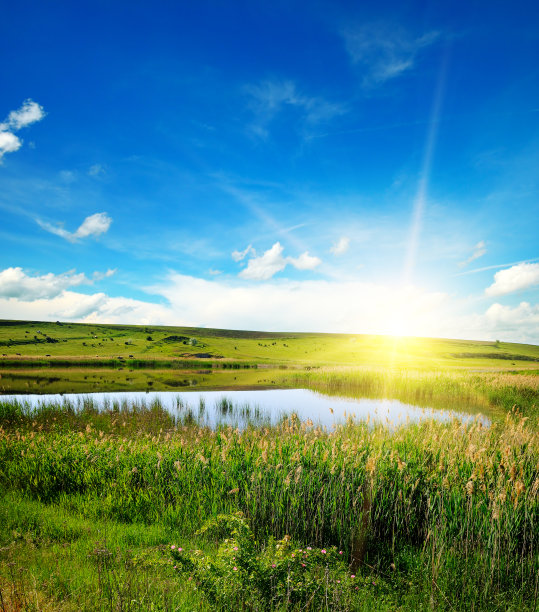 长满芦苇的风景如画的湖。蓝天上灿烂的日出。图片下载