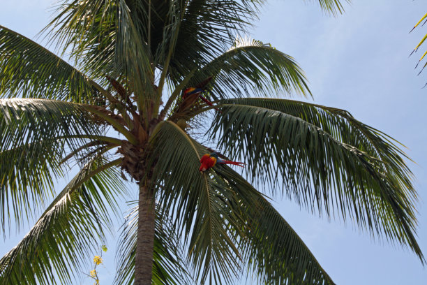 哥斯达黎加的两只红鹦鹉图片下载