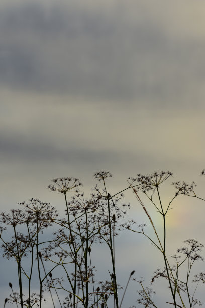 水毒芹种子头与条纹灰色色调和彩虹颜色图片下载