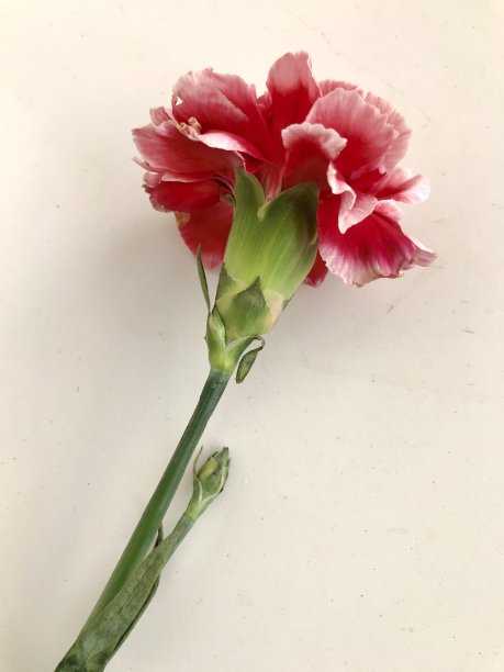 康乃馨图片下载