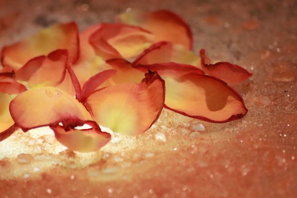 琥珀抽象与玫瑰花瓣的副本空间图片下载