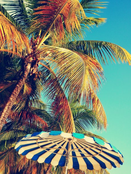 丰收的夏季的梦想图片下载